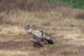 Vultures resting in Iturot Region, Arusha, Tanzania