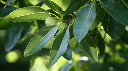 Obraz premium lush green leaves in sunlight