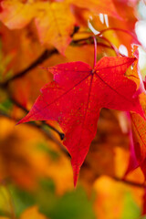 Vibrant red maple leaf closeup capturing peak autumn colours in natural light. Macro photography of a single fall leaf showing detailed veins against the blurred golden background