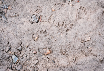 Animal tracks on the ground in Pamir mountains in Tien Shan