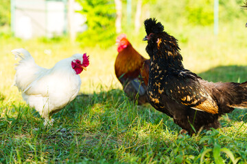 Diverse chickens foraging in a sunny rural farmyard during a warm afternoon
