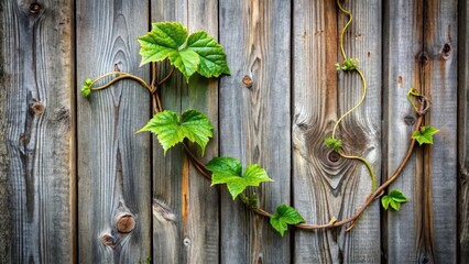 A vibrant, verdant vine gracefully climbs a weathered, rustic wooden fence, its fresh green leaves contrasting beautifully against the aged grey and brown wood planks.