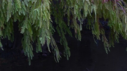 Baldcypress background