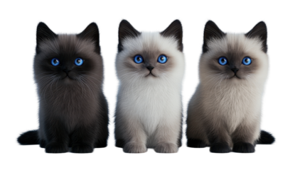 Playful kittens with striking blue eyes, showcasing various fur patterns and colors. transparent background