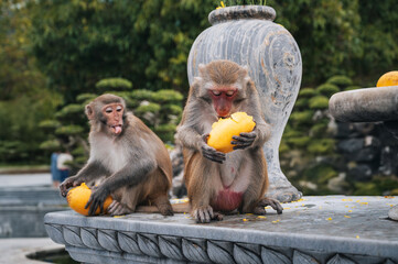 two wild monkeys eats mango at Linh Ung pagoda on Monkey Mountain on Son Tra Island in Da Nang in...