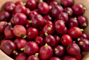 Red seed coffee bean berries ripe harvest for coffee farm garden