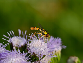 Insects are feeding on nectar on flowers.