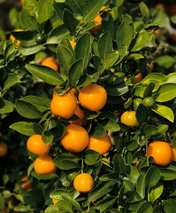 Sweet oranges on the tree in the farm
