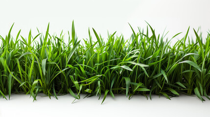 Lush green grass growing densely in a well-lit environment with abundant natural light