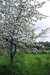 Plants and flowers macro. Detail of petals and leaves at sunset. Natural nature background.