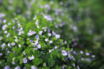 Plants and flowers macro. Detail of petals and leaves at sunset. Natural nature background.