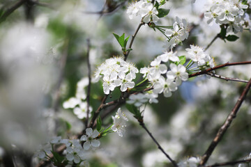 White flowers on a green bush. Spring cherry apple blossom. The white rose is blooming.