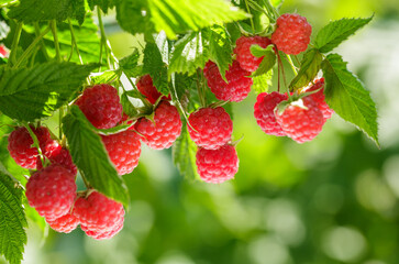 branch of fresh ripe raspberries in garden