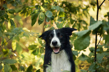 Fototapeta premium A Border Collie peeks through lush forest leaves with a curious and playful expression. The natural backdrop and soft lighting create a serene and engaging scene.