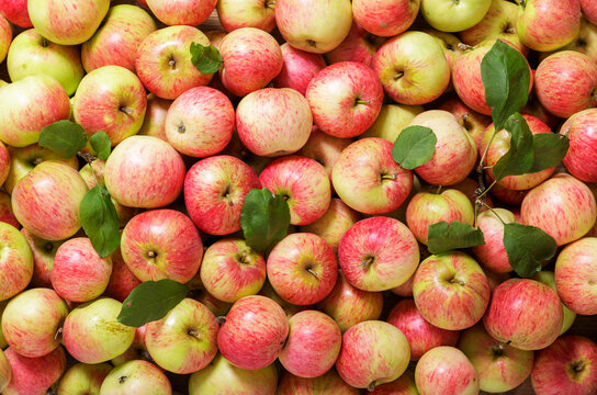 fresh red apples with leaves as background, top view