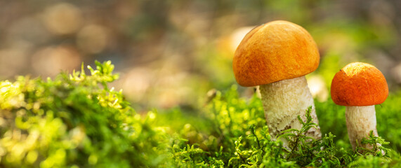 Edible mushrooms with red-capped on green background in a forest. Leccinum aurantiacum mushroom