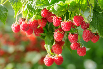 branch of fresh ripe raspberries in garden