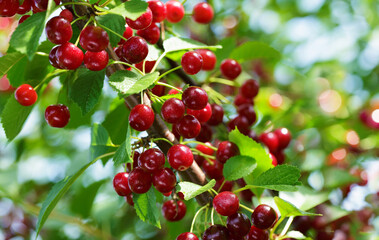 Fresh ripe cherries hanging on tree in garden