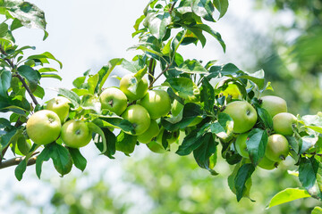 ripening green apples hanging on tree in orchard garden