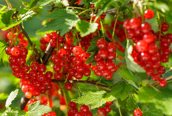 Ripe red currant hanging on bush in garden