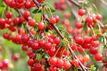 Fresh ripe cherries hanging on tree in garden