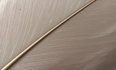 Close-up of a delicate feather texture