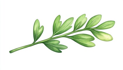 Obraz premium Detailed illustration of a green herb branch with lush leaves on a white background