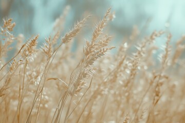 Fototapeta premium Soft focus image of beige wild grass swaying gently in the breeze.