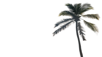 Palm tree swaying in the wind on transparent background
