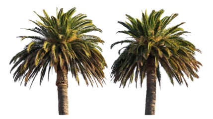 Two canary island date palms with transparent background
