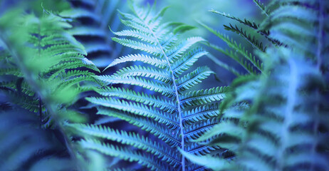 Plants and flowers macro. Detail of petals and leaves at sunset. Natural nature background.