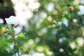 White flowers on a green bush. Spring cherry apple blossom. The white rose is blooming.