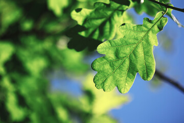 Spring nature background. Forest landscape. Green trees and grass on a spring morning.