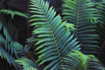 Plants and flowers macro. Detail of petals and leaves at sunset. Natural nature background.
