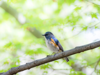 森の中で枝に留まって周りを見渡しているルリビタキの雄
