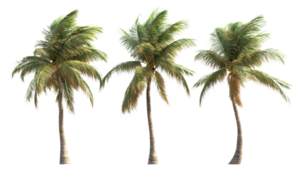Three coconut palm trees blowing in the wind on transparent background