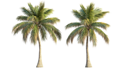 Two coconut palm trees swaying gently in the breeze on transparent background