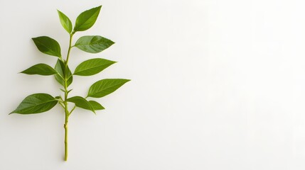Obraz premium Fresh Green Sprig on White Background Minimalist Nature Photography