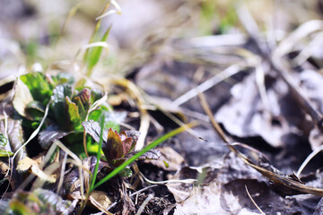 Plants and flowers macro. Detail of petals and leaves at sunset. Natural nature background.