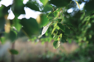 Spring nature background. Forest landscape. Green trees and grass on a spring morning.