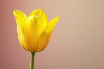 Single yellow tulip with cup-shaped petals unfolding, flower, spring, flowers