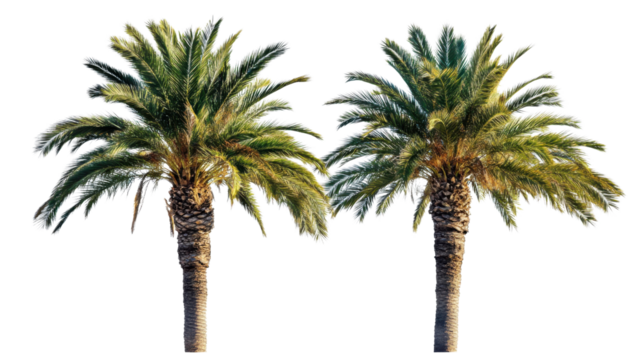 Two palm trees isolated on transparent background representing summer and tropical destinations