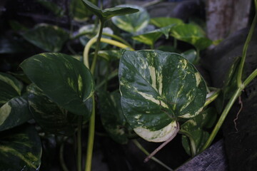 Sirih Gading or Epipremnum aureum can be used as home decoration