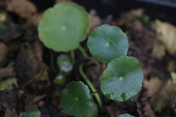 Fototapeta premium Pegangan air or Hydrocotyle vulgaris is one of the plants to decorate fish ponds