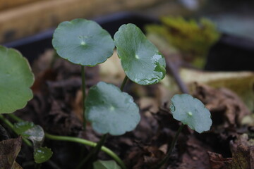 Pegangan air or Hydrocotyle vulgaris is one of the plants to decorate fish ponds