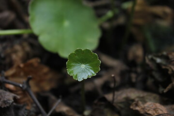 Pegangan air or Hydrocotyle vulgaris is one of the plants to decorate fish ponds