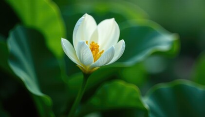 Fototapeta premium delicate white petals unfolding on dark green stem, greenery, foliage, blossom