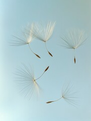 A close-up of delicate dandelion seeds against a soft blue background, symbolizing freedom and the wind carrying the seeds away to new places.