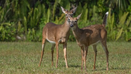 Young deer in a grassy field.