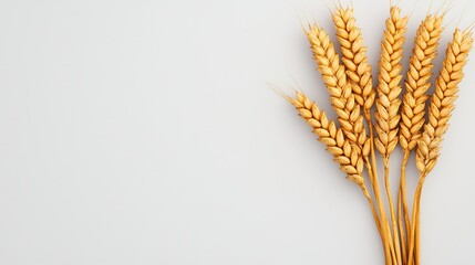 Golden Wheat Stalks on Light Gray Background